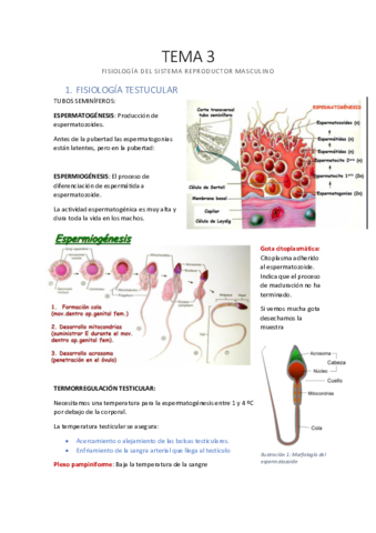 TEMA-3-Fisiologia-del-sistema-reproductor-masculino.pdf