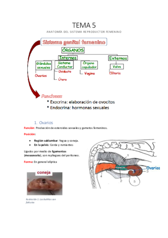 TEMA-5-Anatomia-del-sistema-reproductor-femenino.pdf