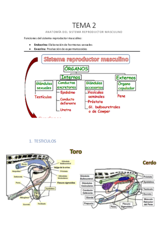 TEMA-2-Anatomia-del-sistema-reproductor-masculino.pdf