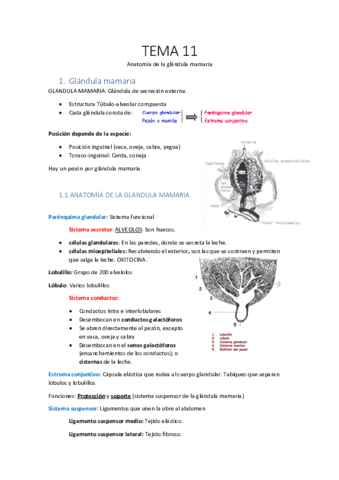 Tema-11-Anatomia-de-la-Gl-mamaria.pdf