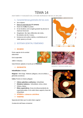 Tema-14-Sistema-reproductor-de-la-gallina.pdf