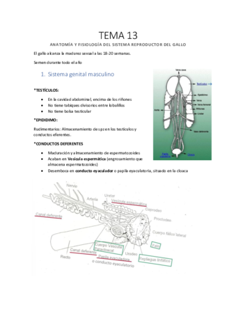 Tema-13-Sistema-reproductor-del-gallo.pdf