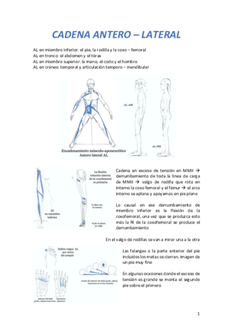 CADENA-ANTEROLATERAL.pdf