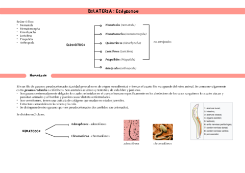 Bilaterales-ECDISOZOOS.pdf