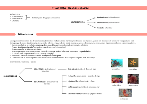Bilaterales-DEUTEROSTOMIA.pdf