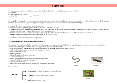 Deuterostomia-TETRAPODOS.pdf