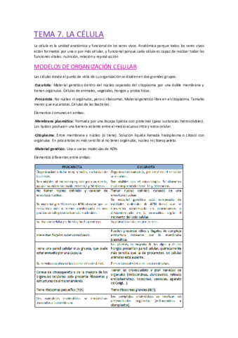 TEMA-7.pdf