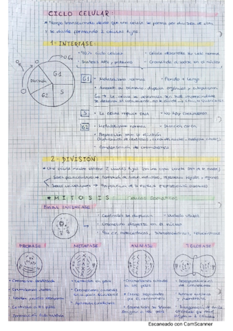 Ciclo-celular.pdf
