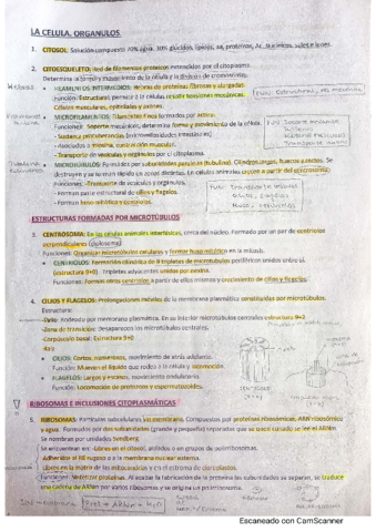 La-celula-organulos.pdf