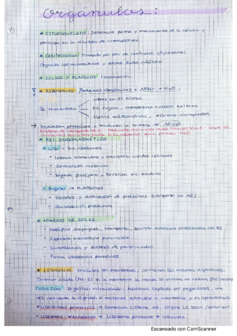 super-resumen-organulos.pdf