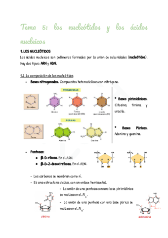 Tema-5-los-nucleotidos-y-los-acidos-nucleicos.pdf