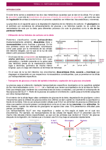 TEMA-11-METABOLISMO-GLUCIDICO.pdf
