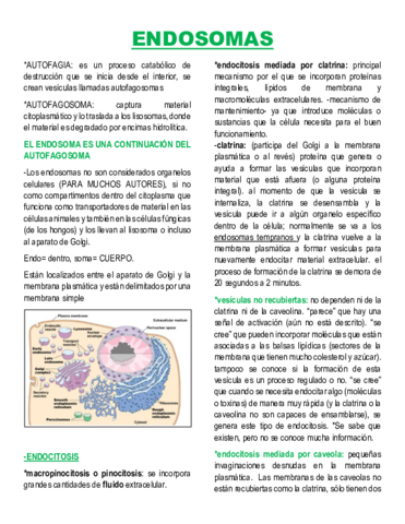 ENDOSOMAS.pdf