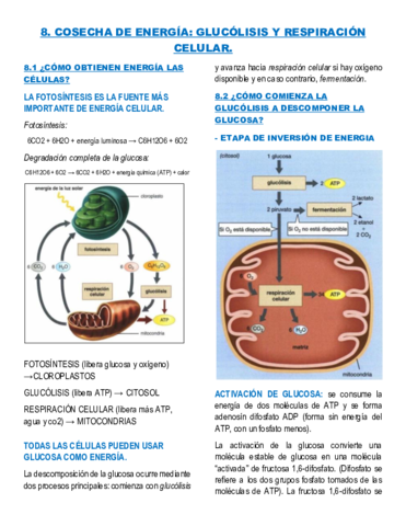 GLUCOLISIS-Y-RESPIRACION-CELULAR.pdf