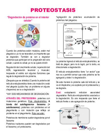 PROTEOSTASIS.pdf