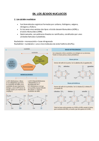 ACIDOS-NUCLEICOS-T4.pdf