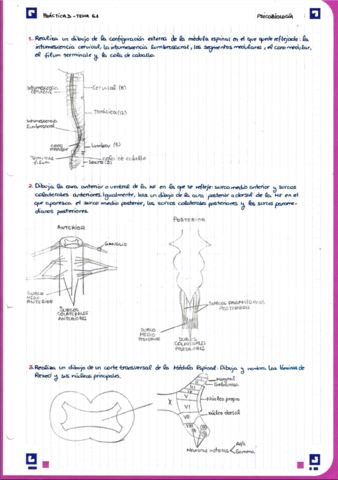 Practica-3-Psicobiologia.pdf