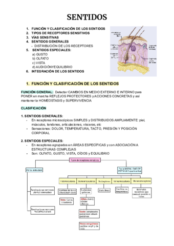 Anatomia-4-55-68.pdf