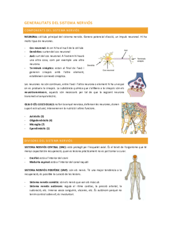 Sistema-nervios.pdf