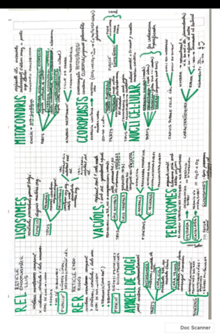Cellula-i-organuls-celulars.pdf