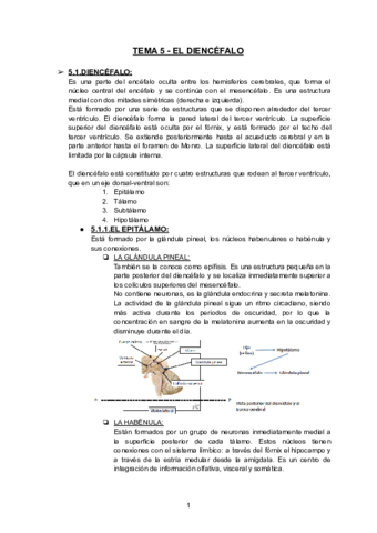 TEMA-5-EL-DIENCEFALO-1.pdf