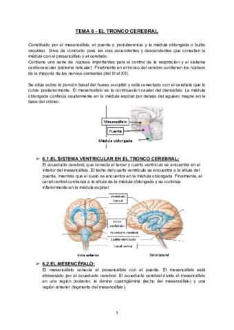 TEMA-6-TRONCO-CEREBRAL-2.pdf