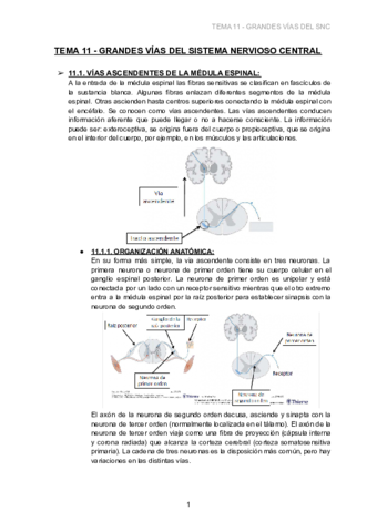 TEMA-11-GRANDES-VIAS-DEL-SISTEMA-NERVIOSO-CENTRAL-3.pdf