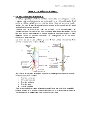 TEMA-9-LA-MEDULA-ESPINAL-1.pdf