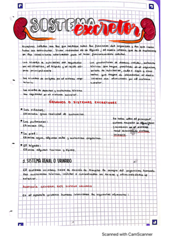sistema-excretor.pdf