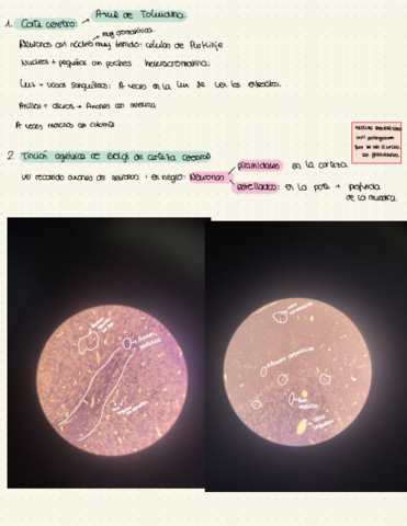Practicas-Microscopio.pdf