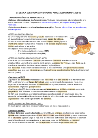 LA CÉLULA EUCARIOTA