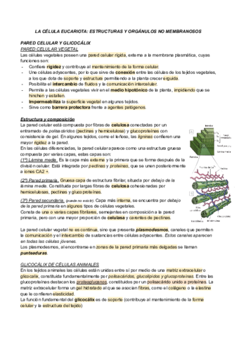 LA CÉLULA EUCARIOTA