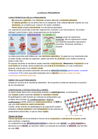 LA-CELULA-PROCARIOTA.pdf