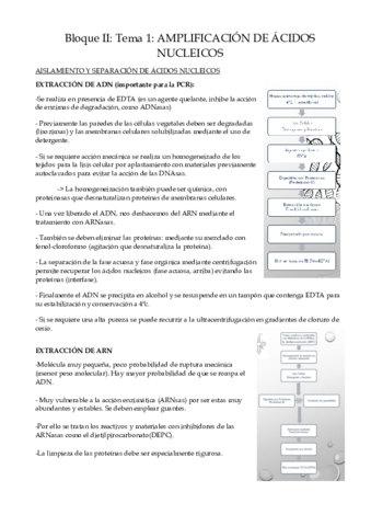 Teoria-Bloque-II-parte-Rosa.pdf
