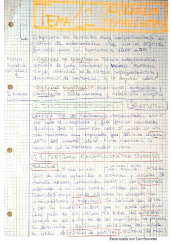 TEMA-12-ORGANULOS-MEMBRANOSOS.pdf