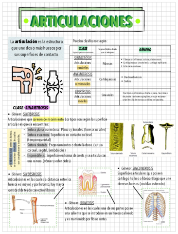 ARTICULACIONES-.pdf