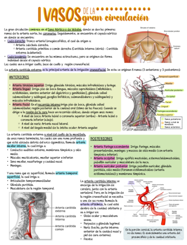 CIRCULACION-.pdf