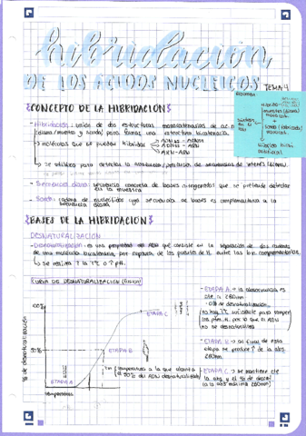 U4-Hibridacion-de-los-acidos-nucleicos.pdf