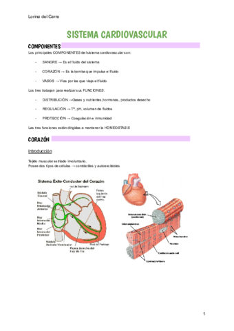 SISTEMA-CARDIOVASCULAR-RESUMEN.pdf