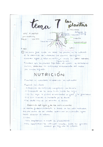 PLANTAS.pdf