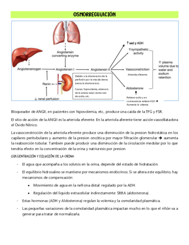 OSMORREGULACION.pdf