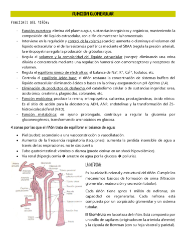 FUNCION-GLOMERULAR.pdf