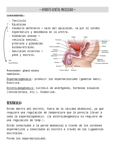 APARATO-GENITAL-MASCULINO.pdf