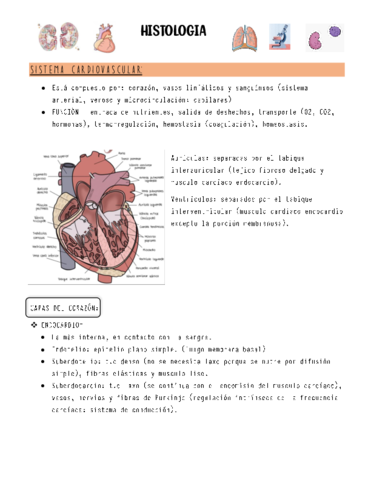 HISTOLOGIA-PARCIAL-2.pdf