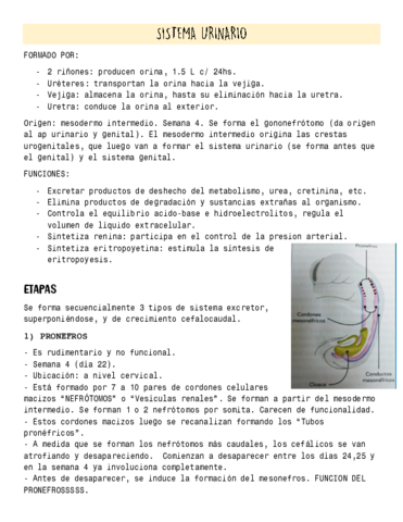 SISTEMA-URINARIO.pdf