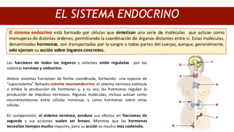 TEMA-9-EL-SISTEMA-ENDOCRINO.pdf