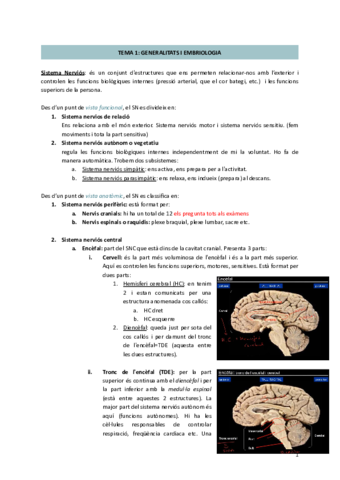 Neuroanatomia.pdf