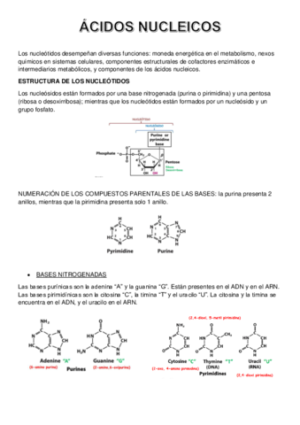 TEMA-7-ACIDOS-NUCLEICOS.pdf
