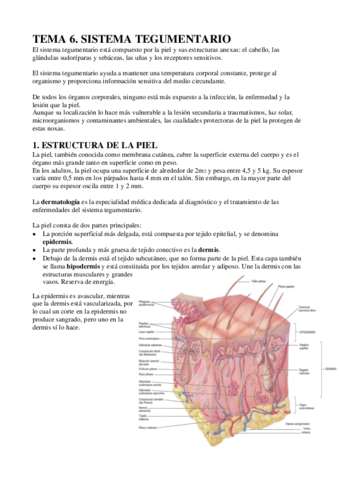 ECH-TEMA-6-TEGUMENTARIO.pdf