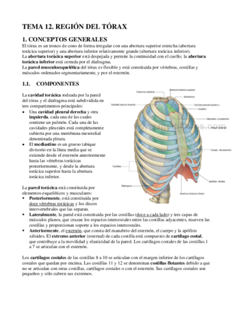 ECH-TEMA-12-TORAX.pdf